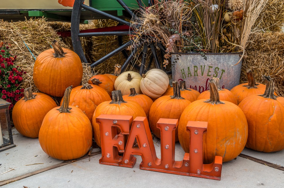 south toms river fall harvest festival 2026